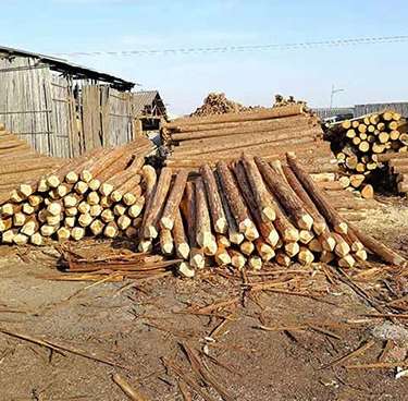 綠化杉木樁的用途有哪些 綠化杉木樁的用途有哪些