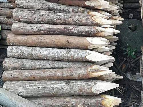 杉木綠化桿在綠化種植中的作用介紹