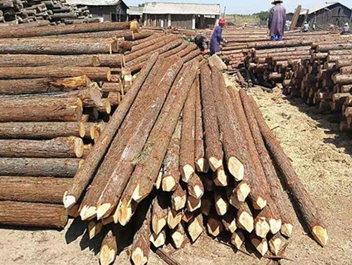 防汛木樁選材要點(diǎn)與施工技巧