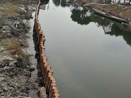 杉木樁在河道治理中的生態(tài)價值