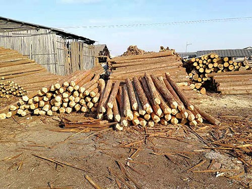 杉木樁加固河岸的長期效益詳解