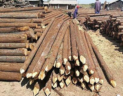 杉木樁怎么才能保存的更加長久?