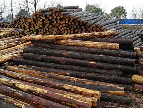 選擇杉木樁的原因