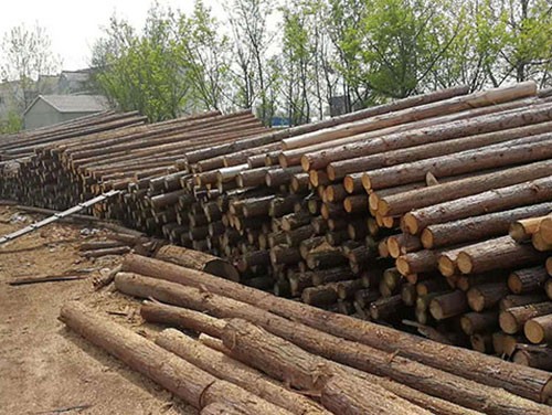 杉木樁干燥的影響因素