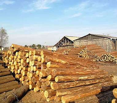 杉木樁的選購事項和選擇方法 杉木樁的選購事項和選擇方法
