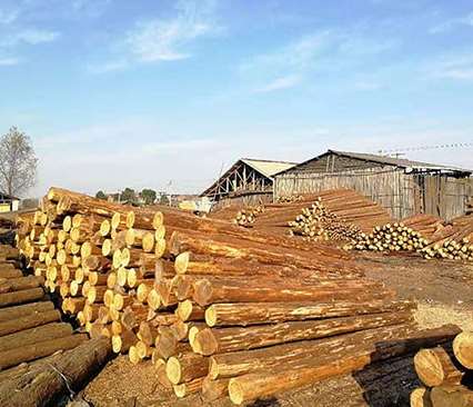 杉木樁河道駁岸上攔截面源污染的系統(tǒng)的制作方法