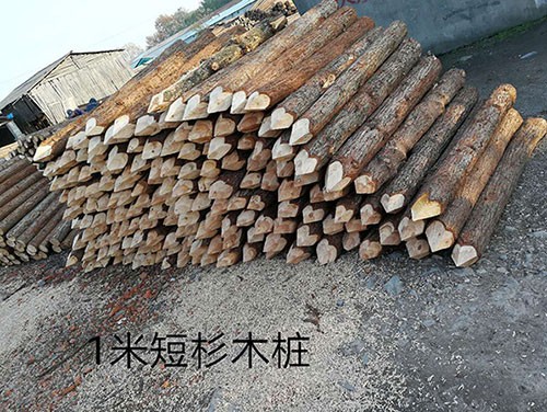 杉木樁自然駁岸凈化水體結構