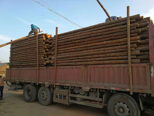 園林綠化樁多少錢一米