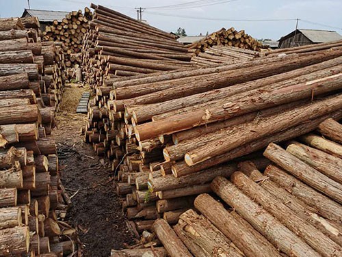 杉木樁在選購時應掌握的判斷標準