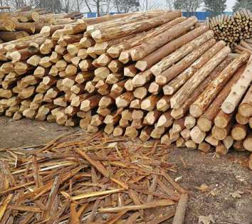 杉木樁的壽命出現(xiàn)問(wèn)題的因素 杉木樁的壽命出現(xiàn)問(wèn)題的因素