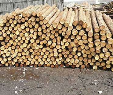 杉木樁的采購的關(guān)鍵點(diǎn)敘述