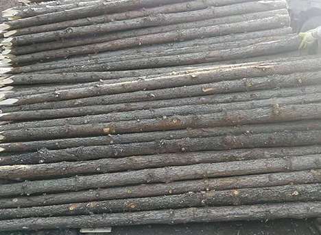 杉木樁如若出現(xiàn)使用問題應(yīng)考慮的點 杉木樁如若出現(xiàn)使用問題應(yīng)考慮的點