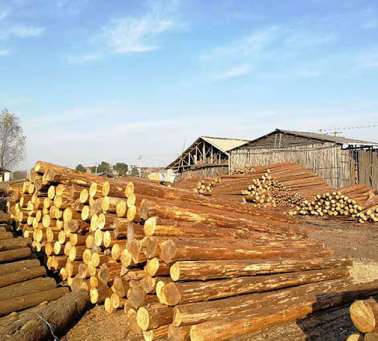 河道打樁杉木樁到水里可以用多少年