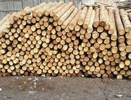 杉木樁廠家為您介紹杉木板材和松木板材的比較