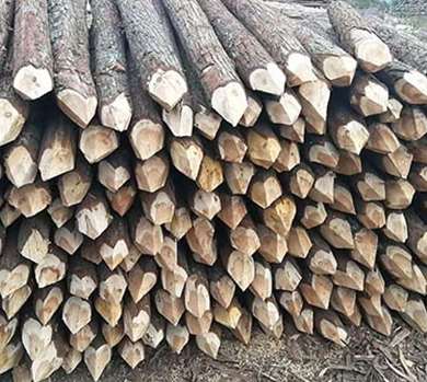 杉木樁存在價格波動情況分析 杉木樁存在價格波動情況分析