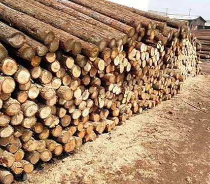 有問題的杉木樁會帶來的影響