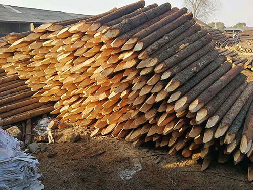 河道護坡木樁的使用一定要注意杉木樁的防腐