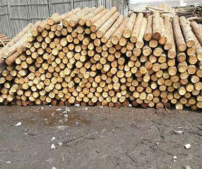 杉木樁的價格不一的因素