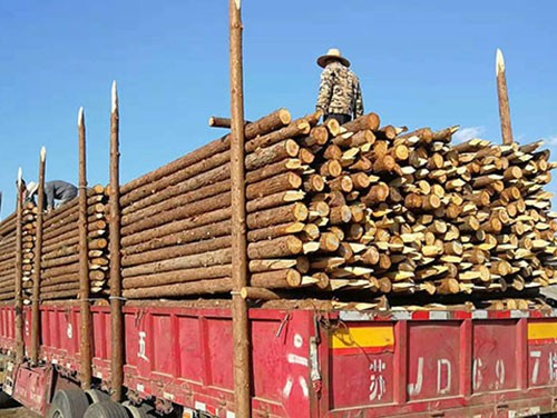 防止高回填土方下沉的杉木樁結(jié)構