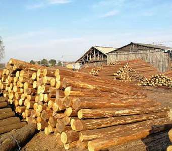 杉木樁作為河道木樁的時候需要注意什么