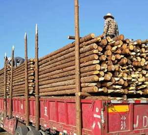 木樁生態(tài)駁岸的應(yīng)用須知 木樁生態(tài)駁岸的應(yīng)用須知