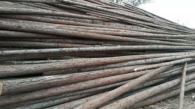 杉木原木價(jià)格 杉木原木價(jià)格